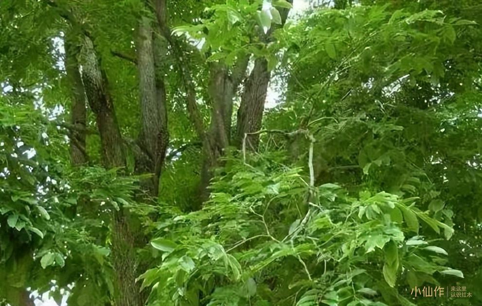 选择小叶紫檀的三要素，四误区